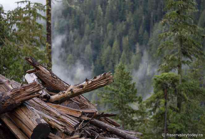 Audit finds B.C.’s forest management hurt by flawed data without clear methodology