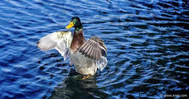 What does bird flu mean for your backyard bird feeder?