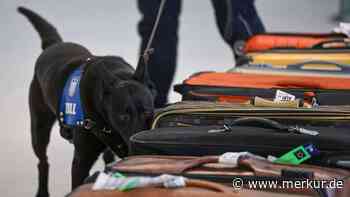 Spürhündin feiert ersten Erfolg: Millionenschwerer Drogenfund am Flughafen Frankfurt