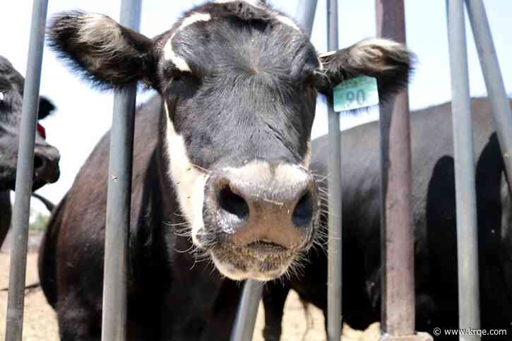 How is New Mexico's agriculture industry? 2025 report shows growth