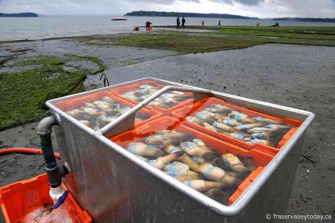 B.C. geoduck exports facing possible devastation as Chinese tariffs loom