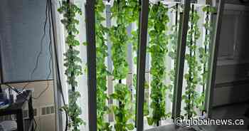 Dinsmore Composite School tackles food scarcity in rural Saskatchewan