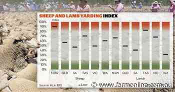 Saleyard throughput: notable shifts evident as NSW leads sheep market activity