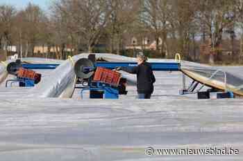 Daar is het witte goud weer: eerste Limburgse asperges uit volle grond zijn een feit... dankzij vloerverwarming