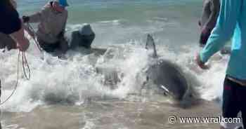 'It's breathtaking': Fishermen catch, release massive great white shark off Hatteras Island shore