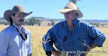 Sowing seeds to control weeds brings pasture production back to life
