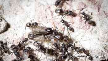 Ameisen bekämpfen: Ein Hausmittel wirkt sofort – ist aber ungewöhnlich