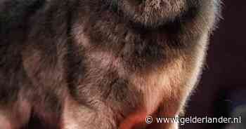 Duurste hond ter wereld verkocht voor 5,3 miljoen euro: ‘Ziet eruit als een wolf’