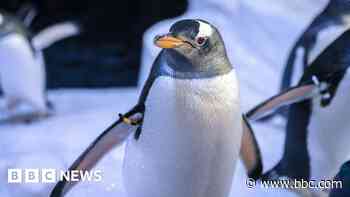 Brian the penguin in running to be 'world's best'