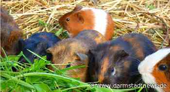 Osterferienprogramm im Zoo Vivarium Darmstadt