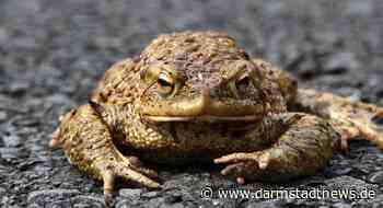 Kröten und Molche retten – Der BUND lädt ein zum Sonntagsspaziergang