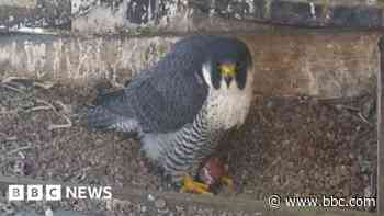 Peregrine falcon seen with first egg of 2025