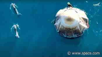 Dolphins welcome SpaceX's Crew-9 astronauts home after splashdown (video)