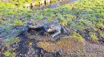 Gemeente haalt laatste bronzen kikkers weg na vermoedens van nieuwe diefstal