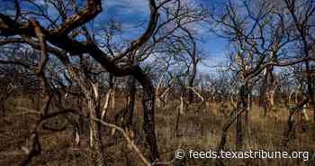 Bills seek to improve state’s response to wildfires a year after devastation in Panhandle