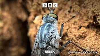 Rare Stiletto fly discovered in Epping Forest