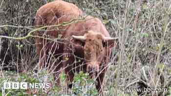 Chopper scrambled as escaped bullocks cause 'havoc'