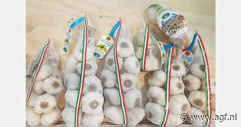 "2024 recordjaar voor witte Polesano knoflook"