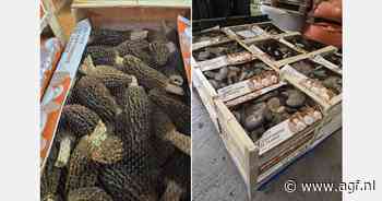 Morieljeteelt in ongerepte walnotenboomgaard