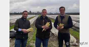 "Het hele seizoen asperges beschikbaar door meerdere teeltregio's"
