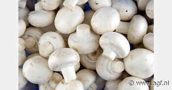 Pakistan's eerste industriële champignonkwekerij richt zich op wereldmarkt