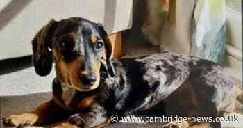 Masked men 'steal puppy from crate' in Cambridgeshire house burglary