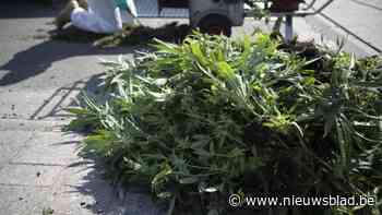 30 maanden cel voor duo dat cannabisplantage opzet: buren nemen indringende geur waar