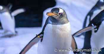 How Brian the penguin from Hull is bidding to be world’s best