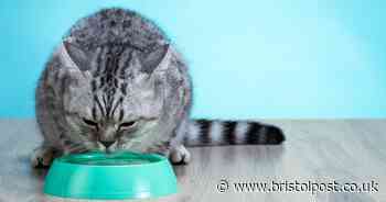 Why your cat refuses to drink from its water bowl and prefers water outdoors