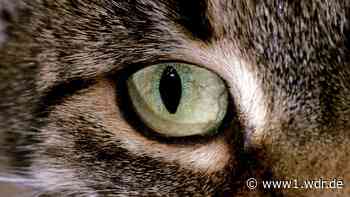 Polizei findet entführten Kater in Marienheide wieder