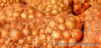 Hoogste Nederlandse uienexport in ruim 10 jaar