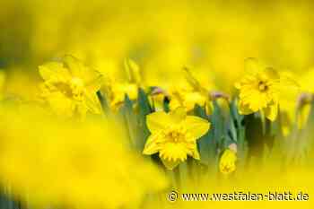 Spenge begrüßt den Frühling