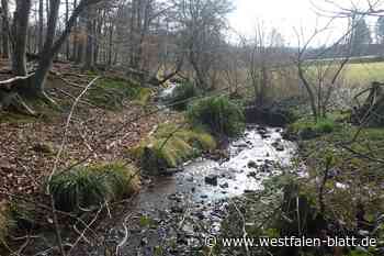 Oberlauf der Salze in Vlotho unter die Lupe genommen