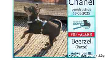 Hondenbaasje Kitty lanceert oproep naar vermiste pup Chanel: “Getuige zag hoe man haar meenam in auto”