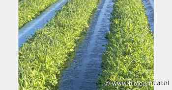 Herziening onkruidbestrijding in aardbeienteelt: rol van groenbemesters
