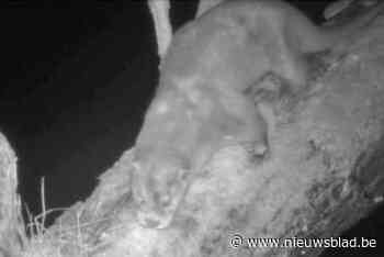 Otter na jaar afwezigheid weer gespot in polders: “Er is hier vis genoeg”