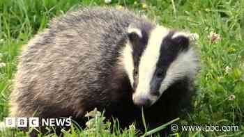 Dying badger found with gunshot wound to the head