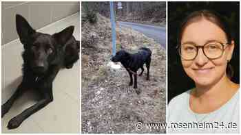 Ausgesetzt – dann wieder abgeholt: „Hatten ein schlechtes Bauchgefühl“ – Happy End für Findus?