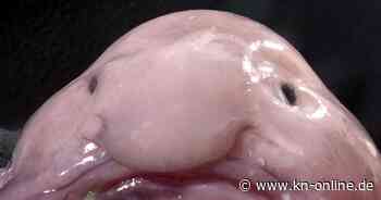 Einst verspottet, jetzt gefeiert:  Blobfisch in Neuseeland zum „Fisch des Jahres“ gewählt