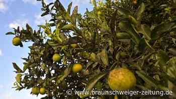 Keine Orangen mehr aus Italien? Bauern fürchten Bakterium