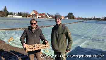 Frühkartoffeln in Eddesse – So zeitintensiv ist der Anbau