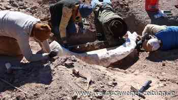 Archäologen fasziniert: Seltene Mammutreste in der Erde entdeckt