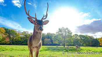 Ranking: Dieser Hamburger Wald zählt zu beliebtesten in Deutschland