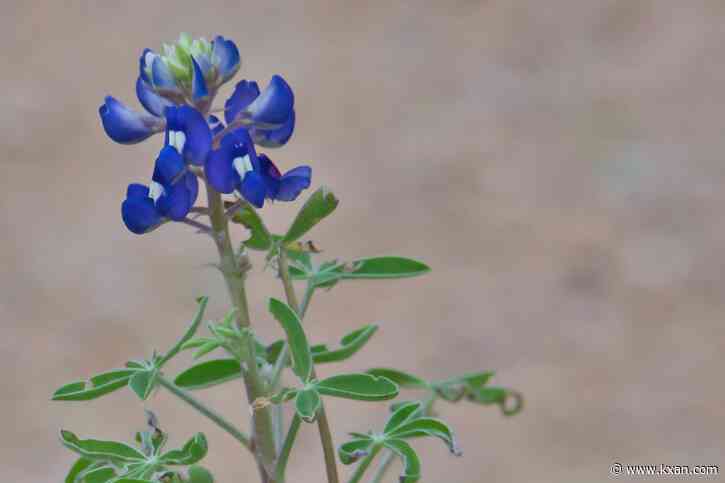 Fewer bluebonnets to bloom in Central Texas this year — here's why