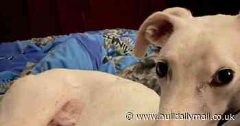 Hull couple banned from keeping dogs for ten years after neglecting their pets