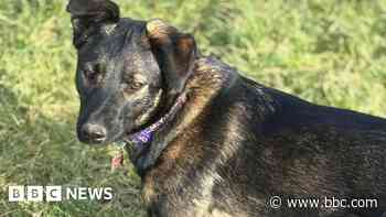 Police searching for missing dog after M1 crash