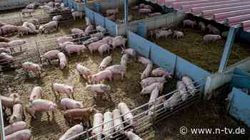 Als Gegenmaßnahme auf US-Zölle: Sorgt Soja bald für steigende Fleischpreise?