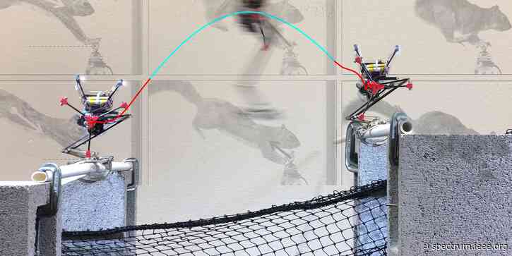 Squirrels Inspire Leaping Strategy for Salto Robot