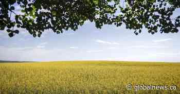 Prairie canola producers brace for 100 per cent tariffs from China
