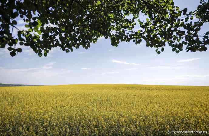 Prairie canola producers brace for 100 per cent tariffs from China